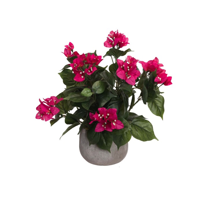37CM BOUGAINVELLIEA IN POT
