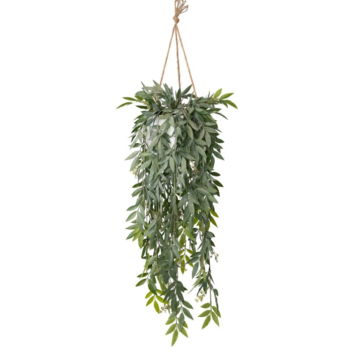 114CM RUSCUS BUSH IN HANGING PLANTER