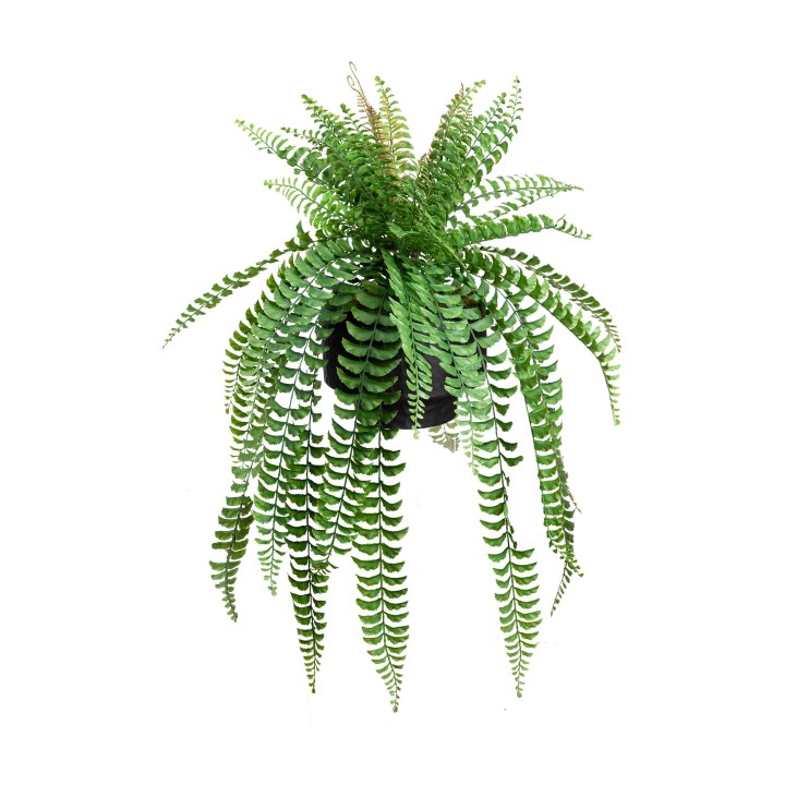 95CM FISHTAIL FERN IN POT