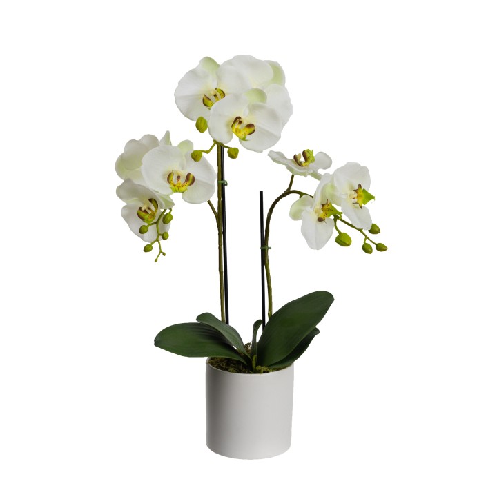 59CM ORCHID IN CERAMIC VASE  - LAST 1PC