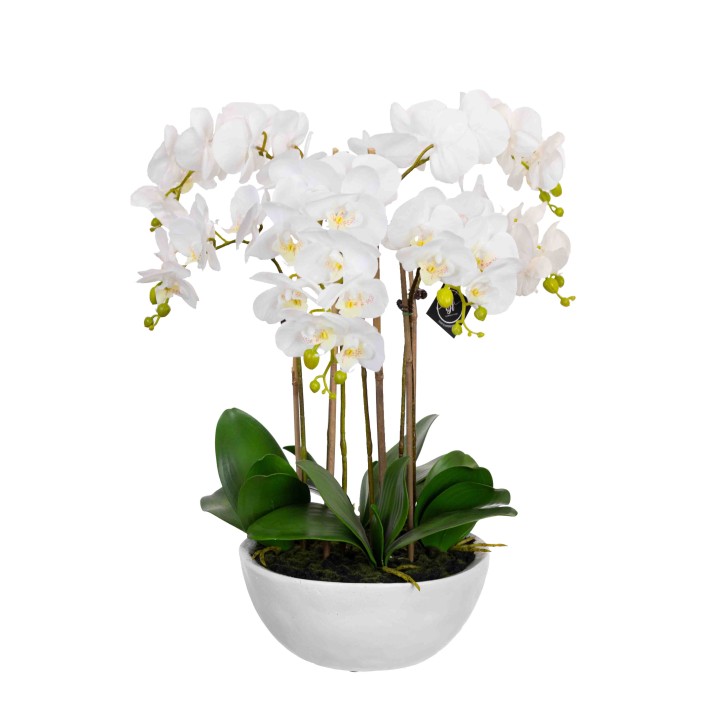 55CM PHAL ORCHID IN POT