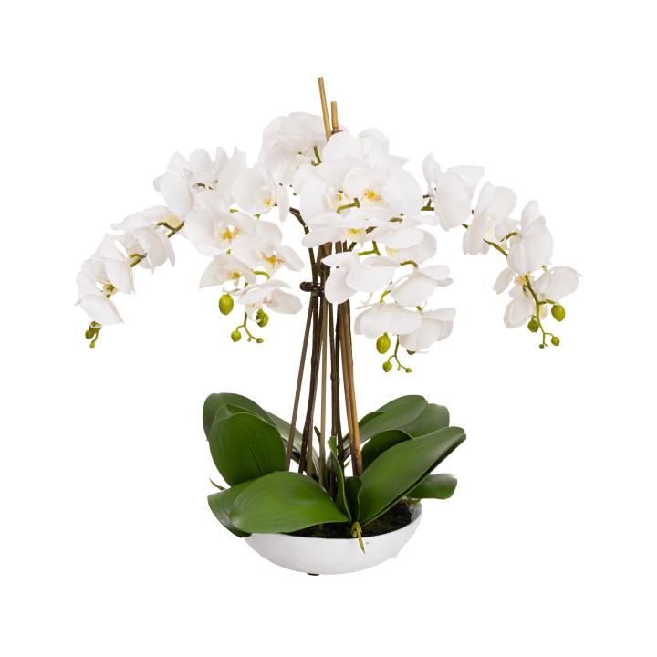 45CM PHALAENOPSIS ORCHID IN WHITE BOWL WHITE