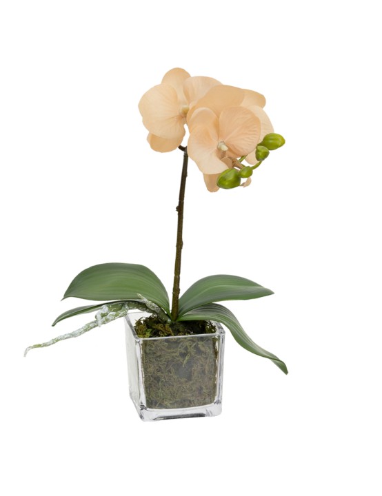 32CM ORCHID IN SQUARE GLASS APRICOT