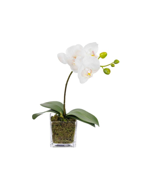 32CM ORCHID IN SQUARE GLASS WHITE