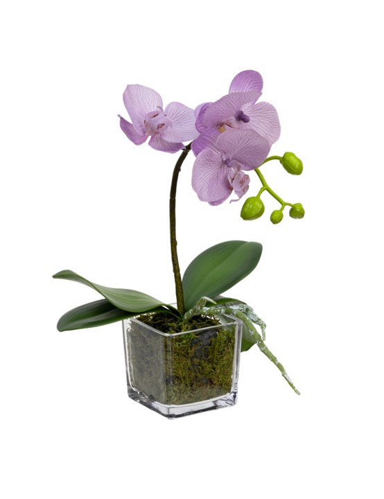 32CM ORCHID IN SQUARE GLASS LAVENDER
