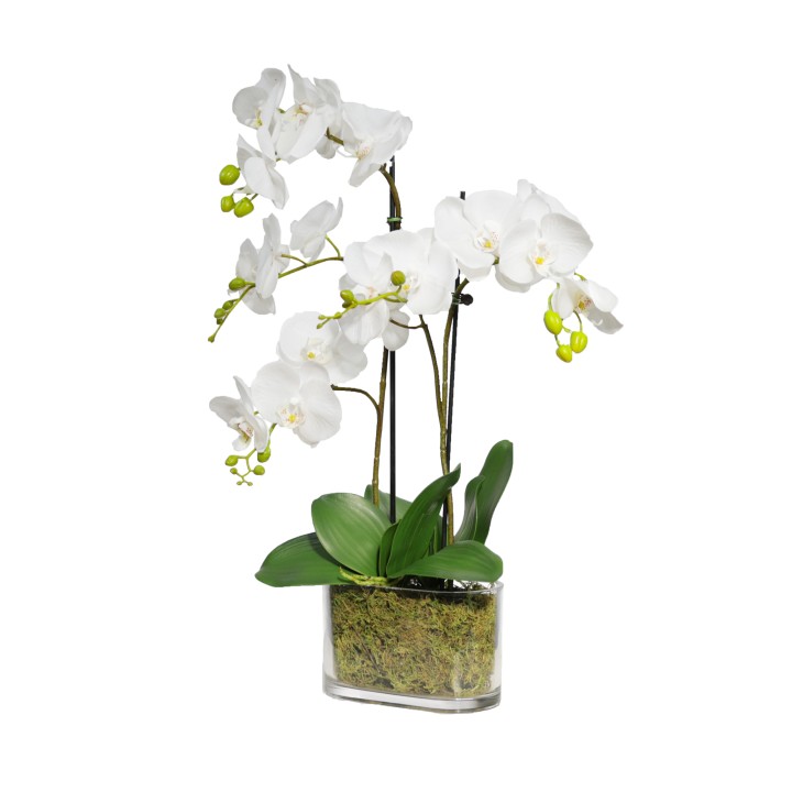 60CM ORCHID IN FLAT GLASS