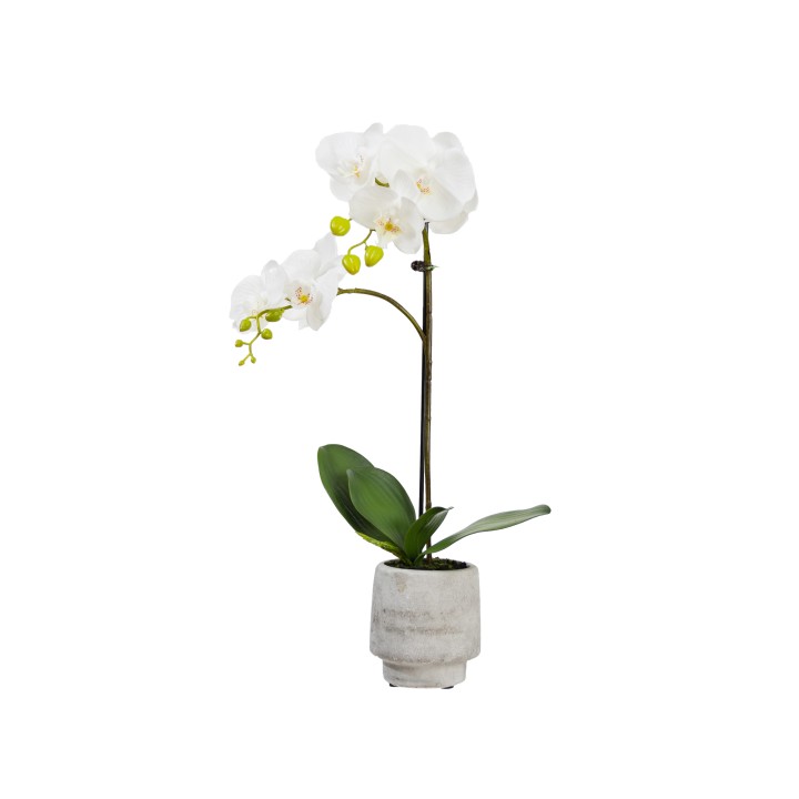 52CM ORCHID IN CONCRETE POT