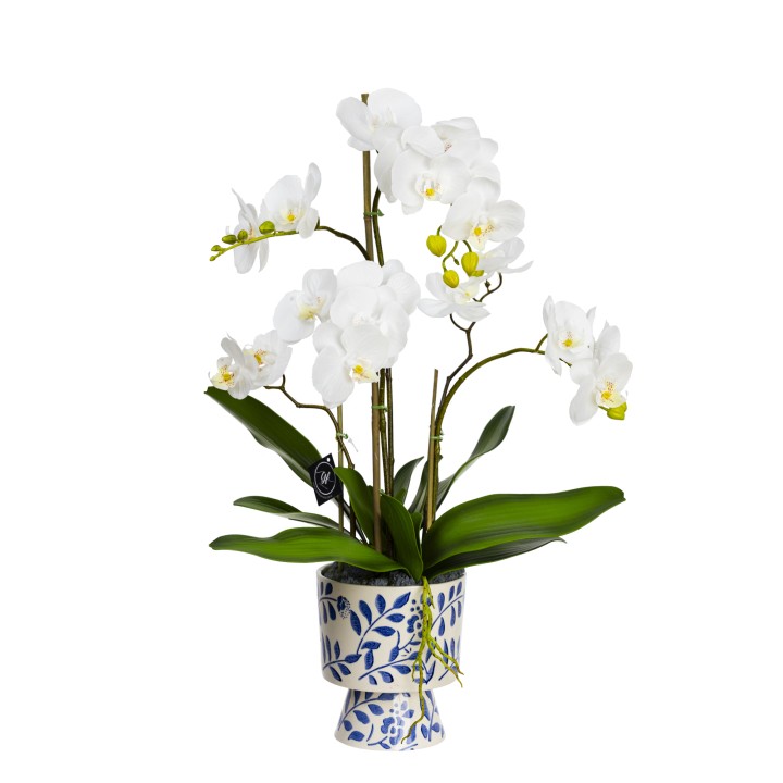 72CM ORCHID IN HAMPTON PEDESTAL VASE
