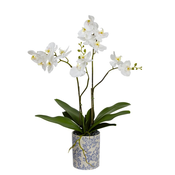 74CM ORCHID IN HAMPTON POT