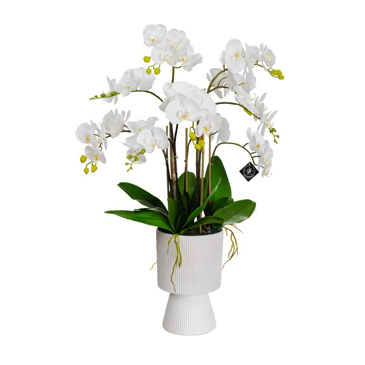 85CM ORCHID IN PEDESTAL VASE