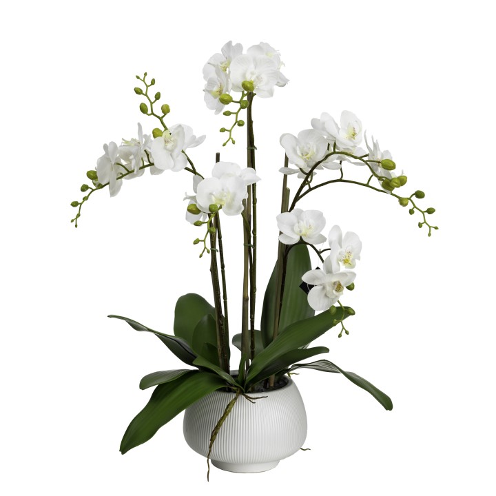 78CM ORCHID IN CERAMIC WHITE BOWL - 1 PIECE