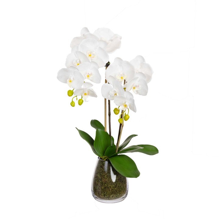 62CM ORCHID IN GLASS