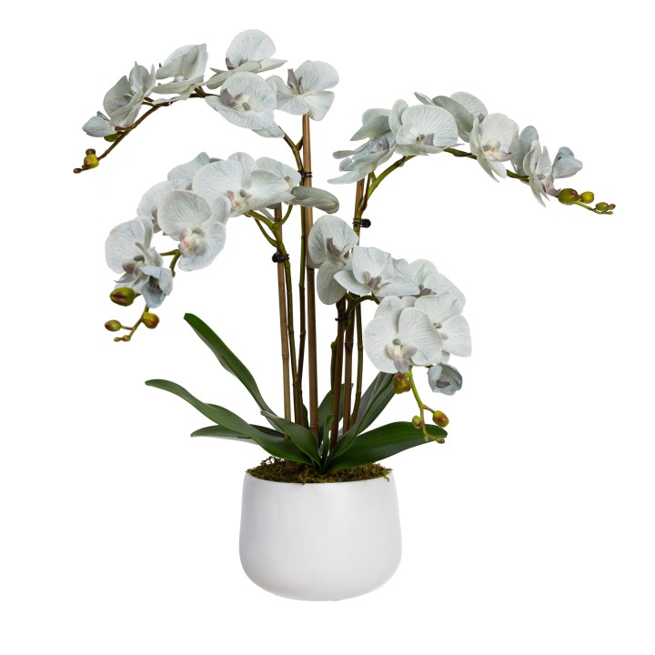 63CM PHALAENPOSIS ORCHID IN WHITE POT GREY
