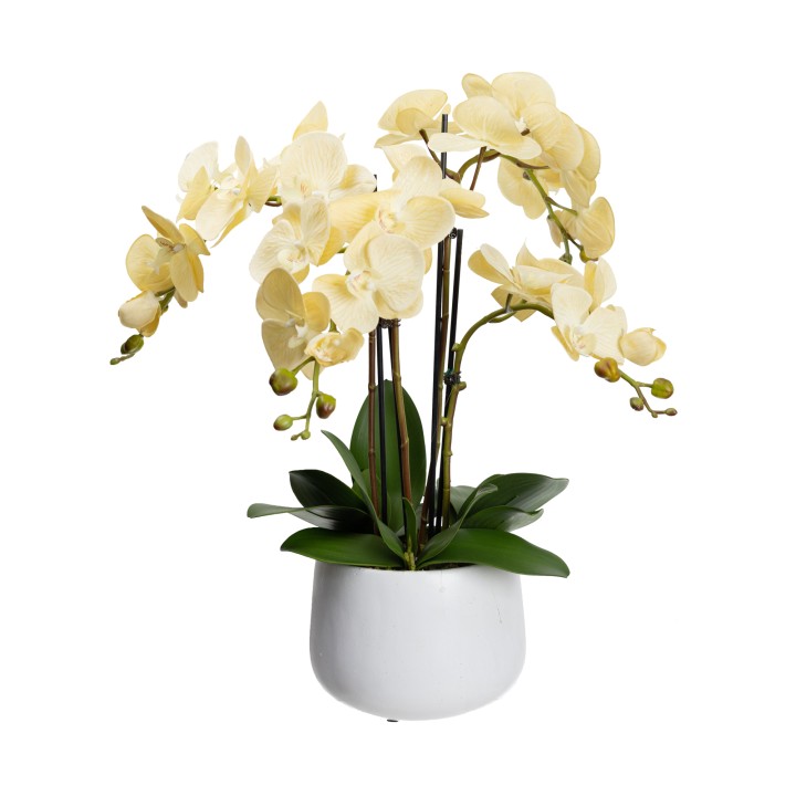 63CM PHALAENPOSIS ORCHID IN WHITE POT VANILLA