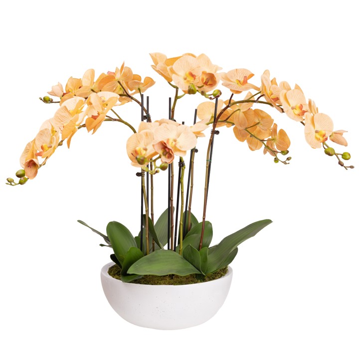 75CM PHALAENPOSIS ORCHID IN WHITE POT TOFFEE