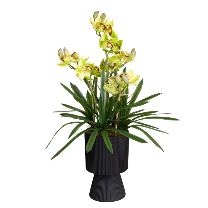 90CM CYMBIDIUM IN RIPPLE POT GREEN