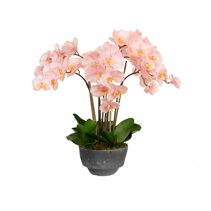 78CM ORCHID IN CONCRETE POT
