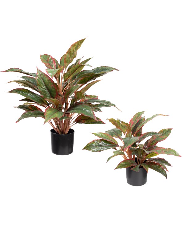 CODYLINE PLANT SET OF 2 - LAST 1PC