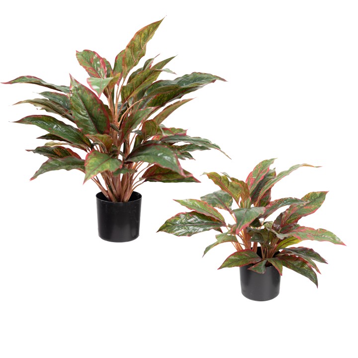 CODYLINE PLANT SET OF 2 - LAST 1PC