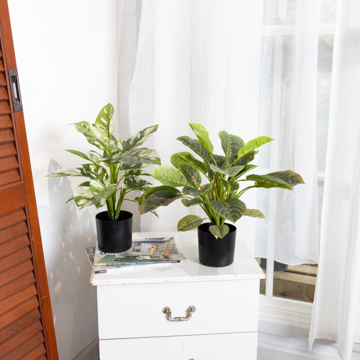 MIXED PLANT SET - LAST 1 SET