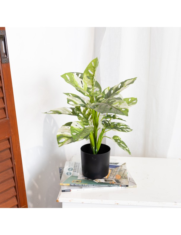 MIXED PLANT SET - LAST 1 SET