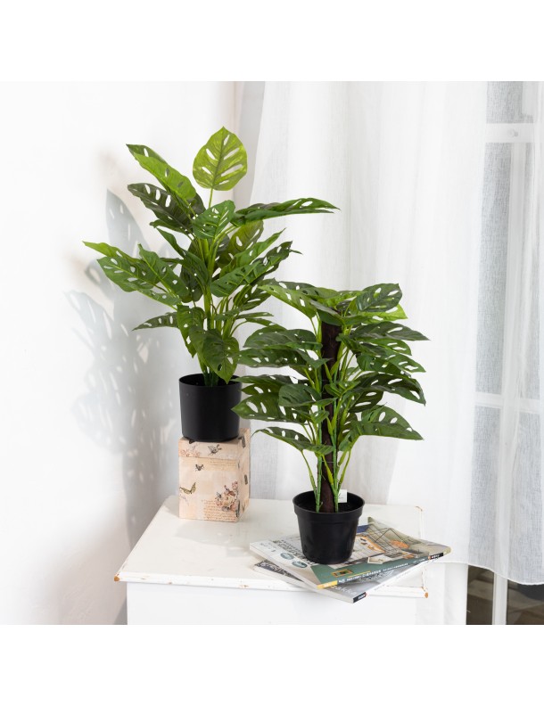 MONSTERA PLANT SET - LAST 1 SET