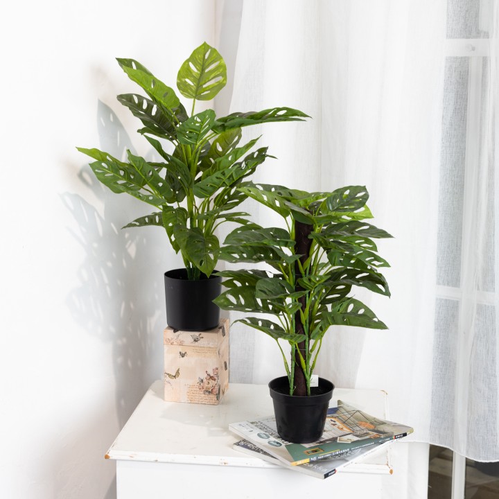 MONSTERA PLANT SET - LAST 1 SET