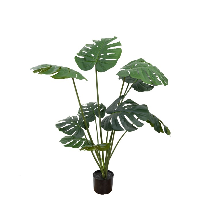 120CM MONSTERA VINE PLANT
