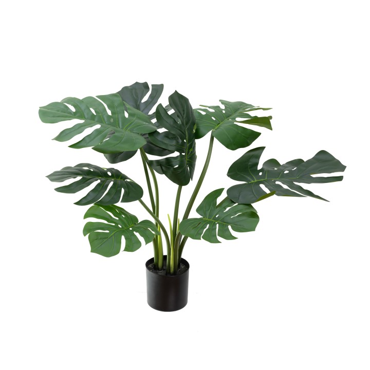 60CM MONSTERA VINE PLANT