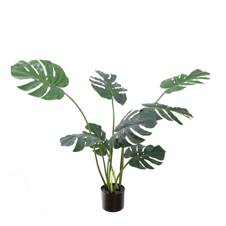 100CM MONSTERA VINE PLANT