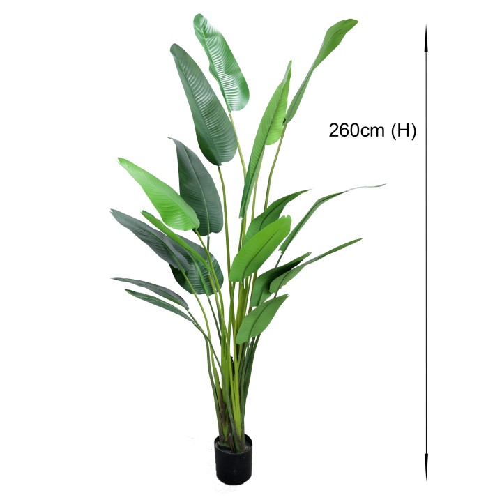 260CM TRAVELLER PALM IN POT