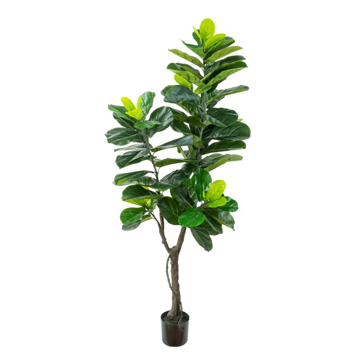 180CM FIDDLE FIG LEAF TREE