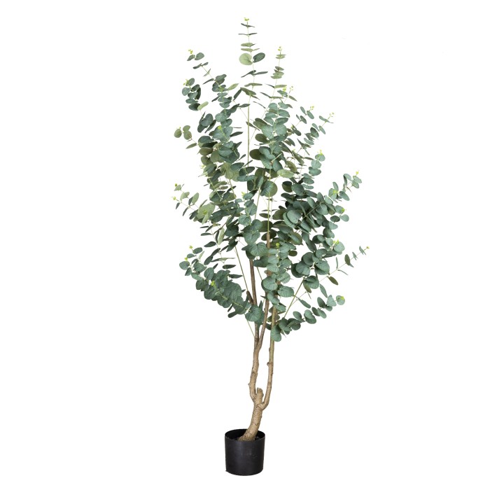 180CM TRUE BLUE EUCALYPTUS PLANT DARK GREEN 