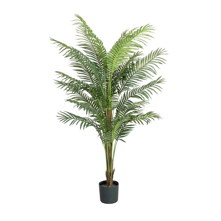 183CM PHOENIX PALM