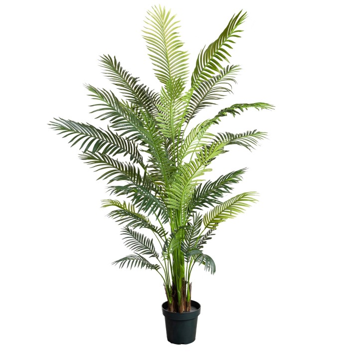 213CM ARECA PALM
