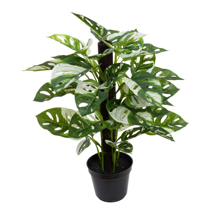 46CM MONSTERA ADANSONI ON POLE IN POT