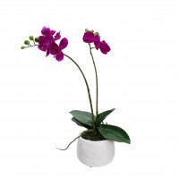 45CM DOUBLE SPIKE ORCHID IN POT