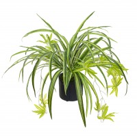 45CM POTTED SPIDER PLANT